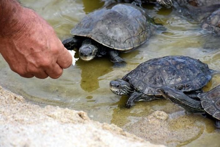 Edirne'de tatilciler kaplumbağaları elleriyle besliyor -3