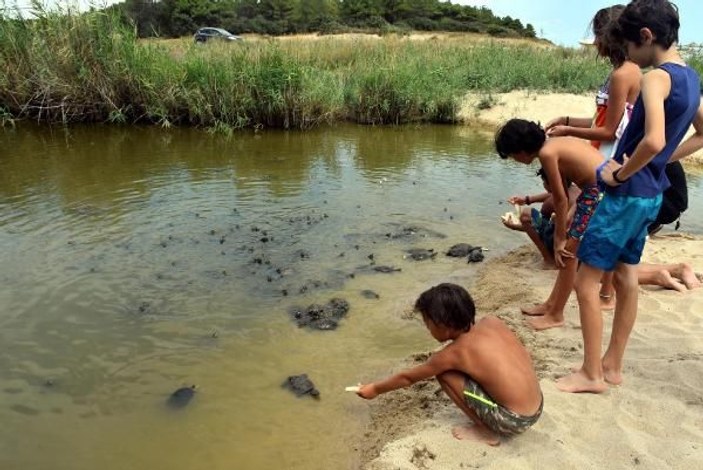 Edirne'de tatilciler kaplumbağaları elleriyle besliyor -1