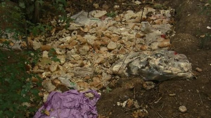 Çekmeköy'de 27 köpek ortadan kayboldu