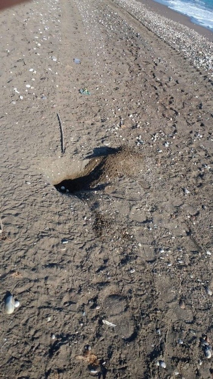 Antalya'da kaplumbağa yuvalarını kepçe ile dağıttılar