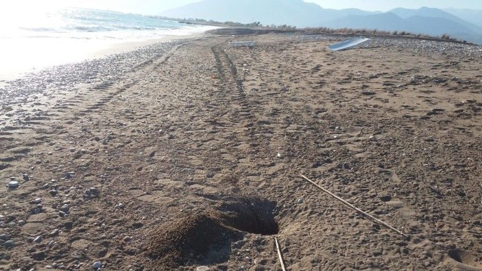 Antalya'da kaplumbağa yuvalarını kepçe ile dağıttılar