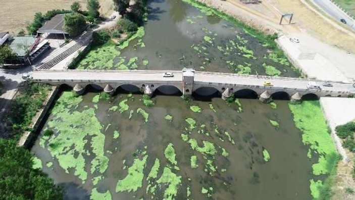 Tunca Nehri'ndeki yeşil adacıklar tedirgin etti