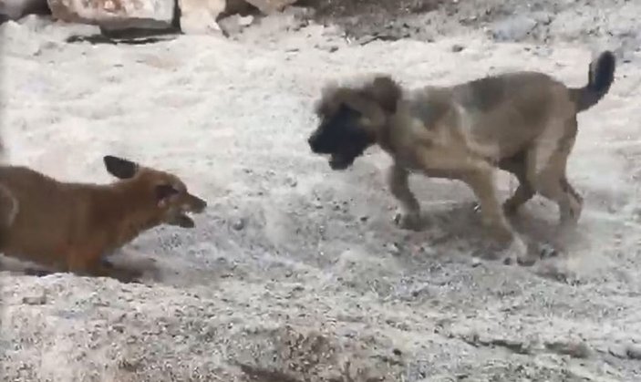 Tunceli'de tilki ve Kangal köpeğinin dostluğu