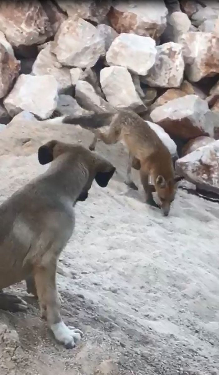 Tunceli'de tilki ve Kangal köpeğinin dostluğu