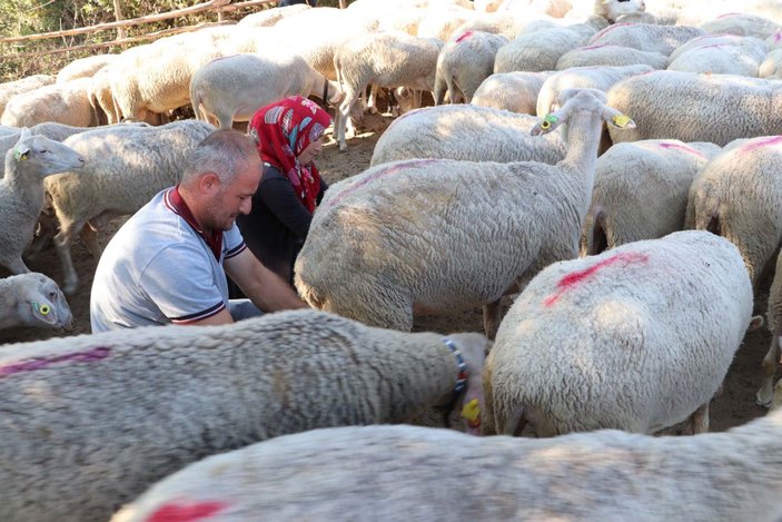 Her gün 90 koyunu elleriyle sağan çift, ayda 15 bin TL kazanıyor -3
