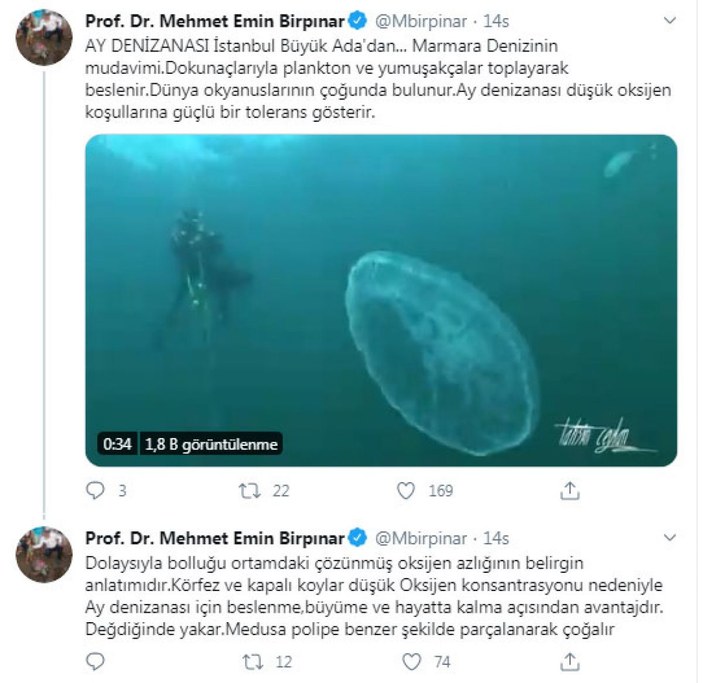 Marmara'da ay denizanası uyarısı: Dokununca yakıyor