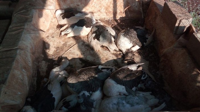 Antalya'da onlarca kümes hayvanı susuzluktan telef oldu