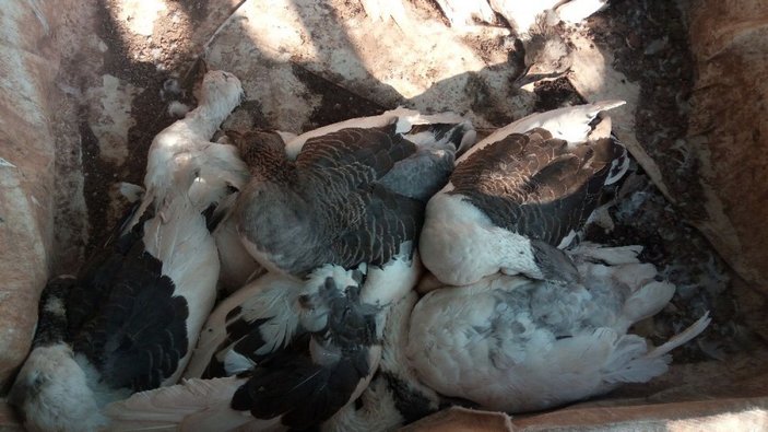 Antalya'da onlarca kümes hayvanı susuzluktan telef oldu