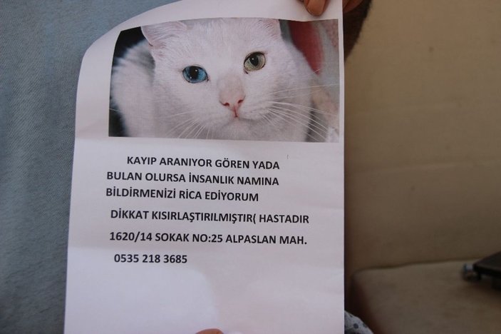 İzmir'de kaybolan kedisini bulana ödül verecek