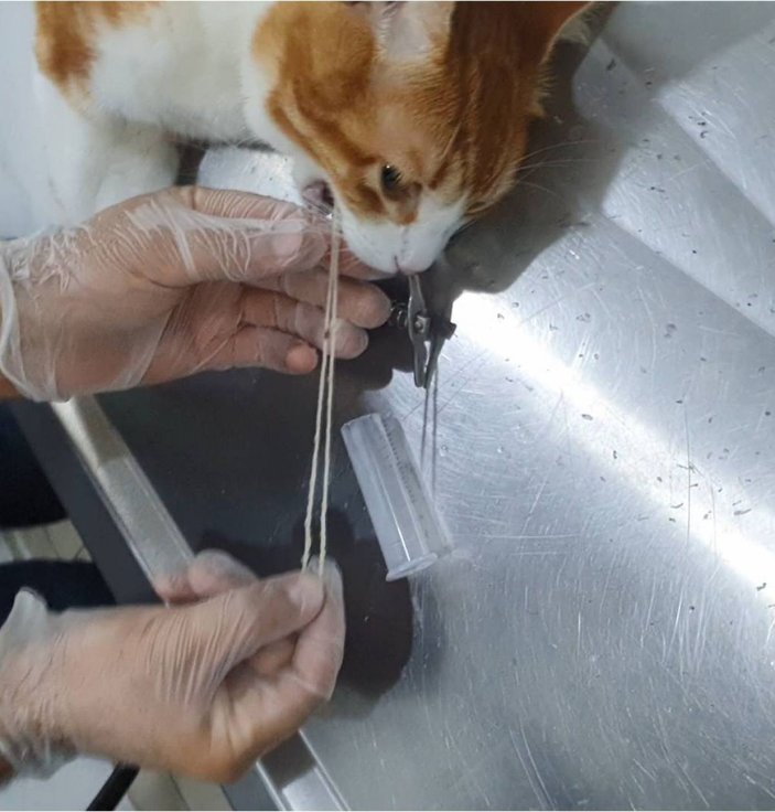Kedinin yuttuğu iki metrelik ip, endoskopi yapılarak çıkarıldı -3