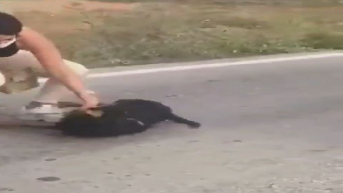 Silivri'de vicdansızlık; Otomobile bağladığı köpeği metrelerce sürükledi -7