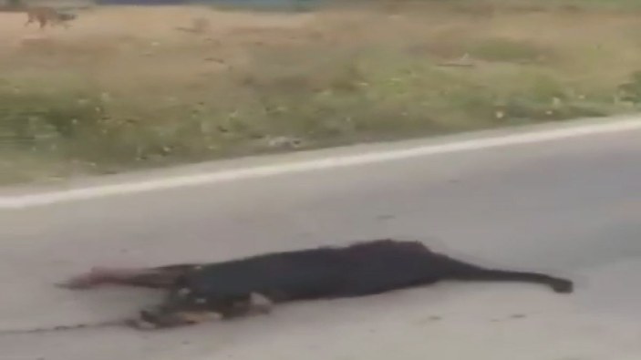 Silivri'de vicdansızlık; Otomobile bağladığı köpeği metrelerce sürükledi -6