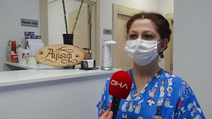 Trabzon'da köpeğin vajinasındaki el feneri ameliyatla çıkarıldı