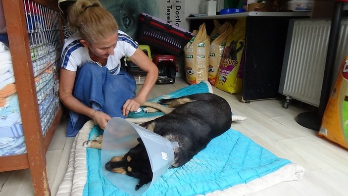Köpeğin vajinasındaki el feneri ameliyatla çıkarıldı -3