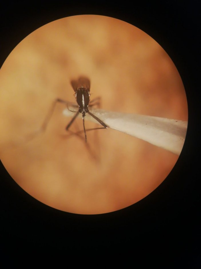 İstanbul'da Asya Kaplan Sivrisineği alarmı
