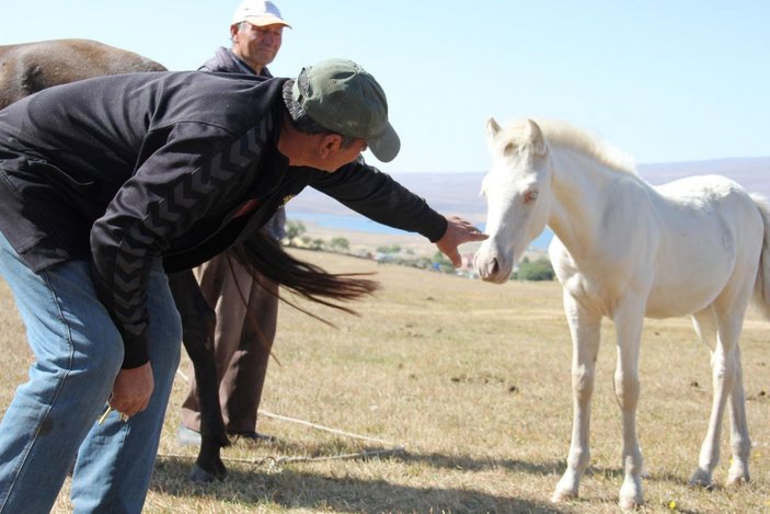 Kars'ta dünyaya gelen albino tay şaşırtıyor