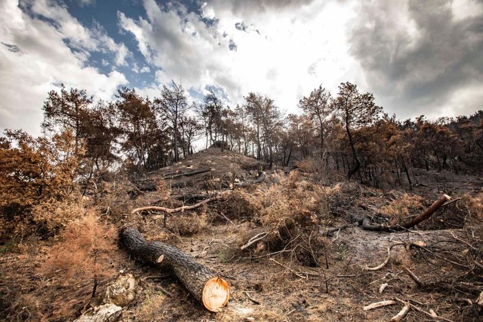 Ahmetli'deki orman yangınında zarar gören alan, yeniden yeşillendirilecek -9