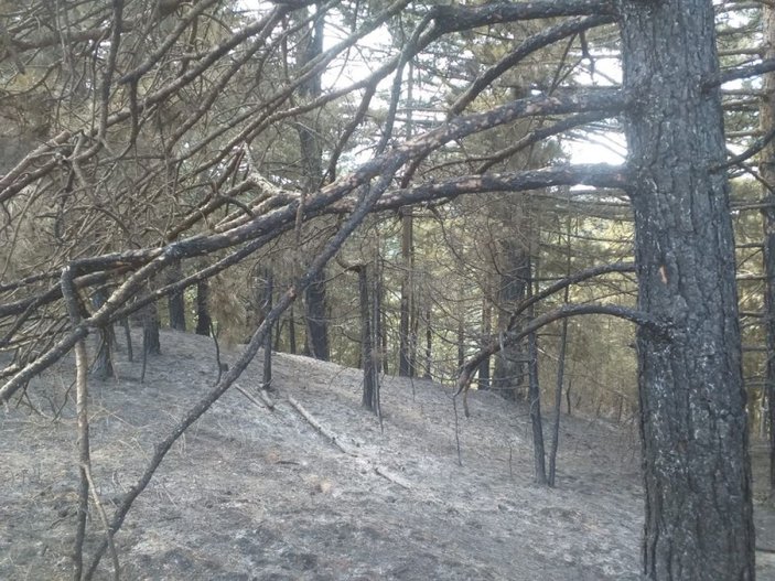 İzmir’deki orman yangını sonrası ağır bilanço: Onlarca hektar ormanlık alan küle döndü -3
