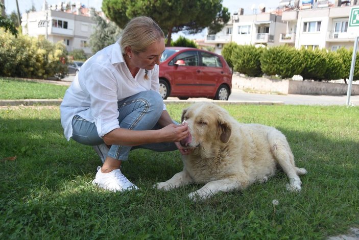 Elena, kanser olan sokak köpeği için Rusya'dan ilaç getirtti -5