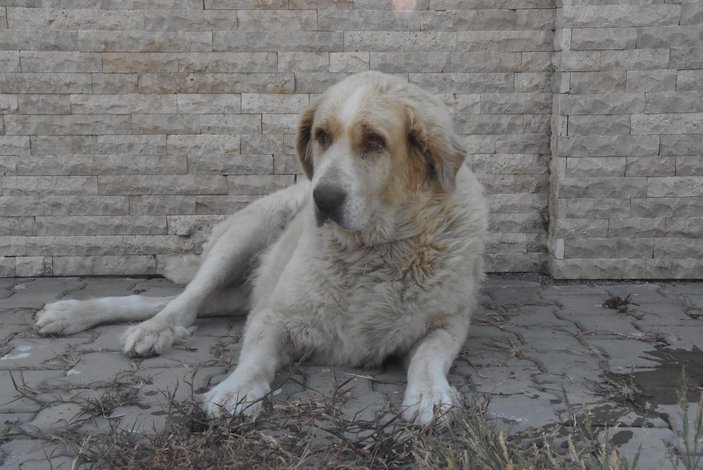 Elena, kanser olan sokak köpeği için Rusya'dan ilaç getirtti -3