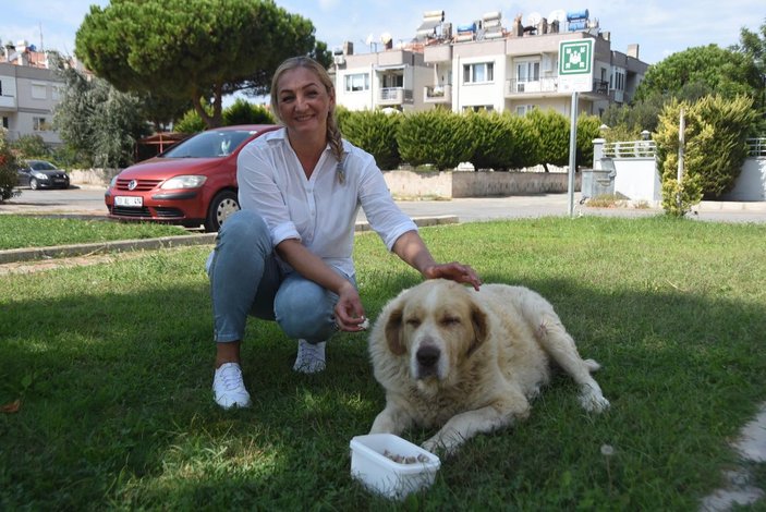 Elena, kanser olan sokak köpeği için Rusya'dan ilaç getirtti -1