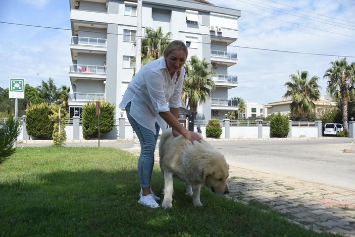 Elena, kanser olan sokak köpeği için Rusya'dan ilaç getirtti -2