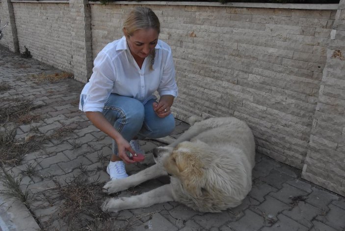 Elena, kanser olan sokak köpeği için Rusya'dan ilaç getirtti -7