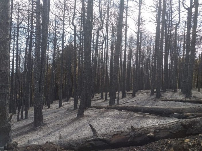 İzmir’deki orman yangını sonrası ağır bilanço: Onlarca hektar ormanlık alan küle döndü -2