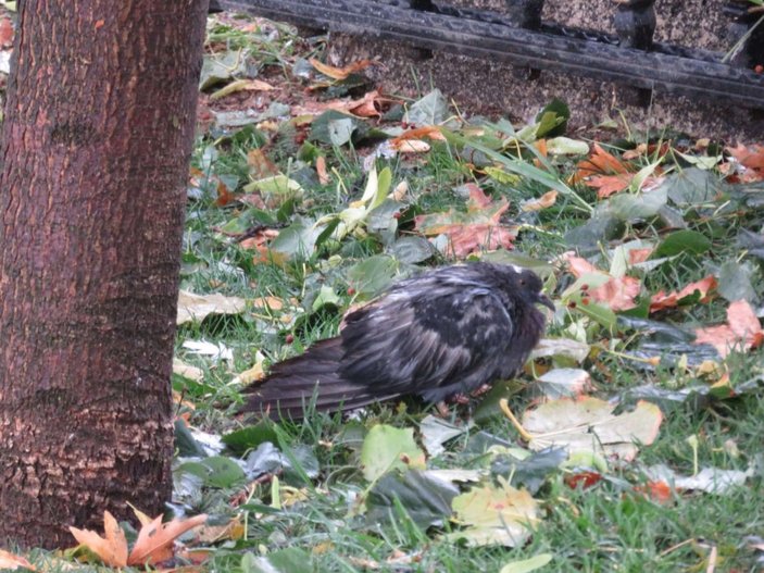 Kadıköy'de dolu nedeniyle kuşlar öldü -7