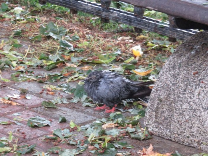 Kadıköy'de dolu nedeniyle kuşlar öldü -5