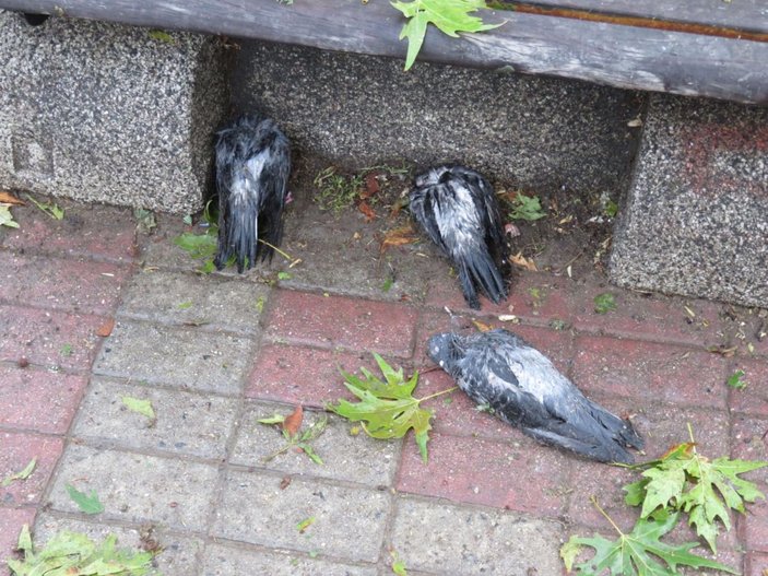 Kadıköy'de dolu nedeniyle kuşlar öldü -1