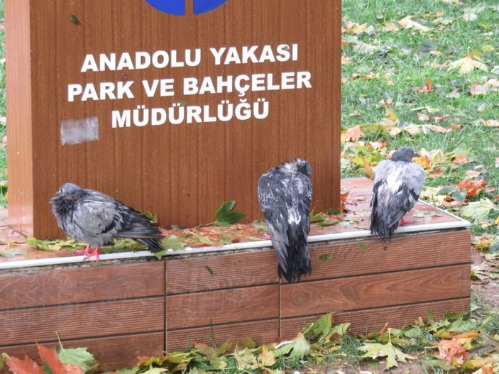 Kadıköy'de dolu nedeniyle kuşlar öldü -4