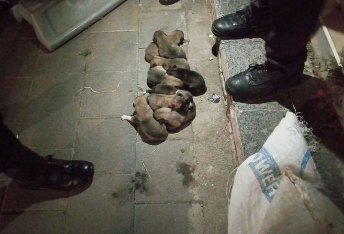 Yavru köpekler çuval içerisinde sokağa atıldı -3