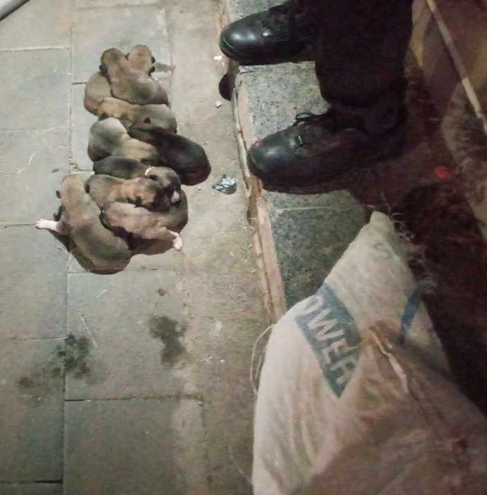 Yavru köpekler çuval içerisinde sokağa atıldı -2