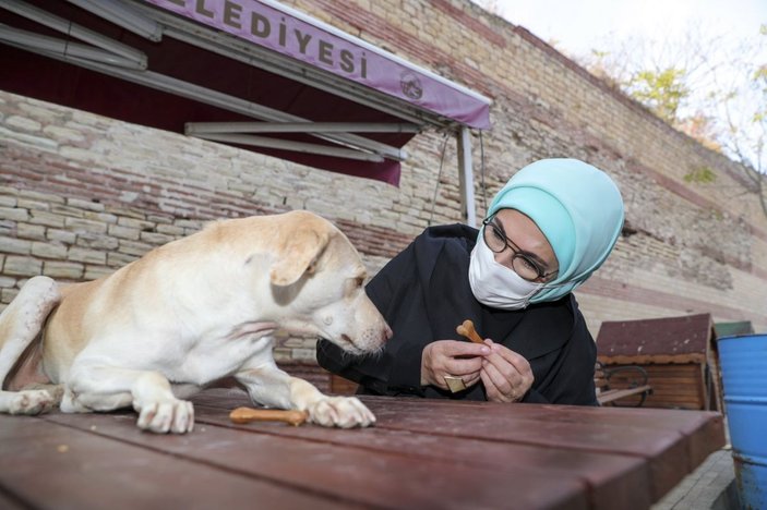 Emine Erdoğan, engelli köpek 'Leblebi'yi sahiplendi -1