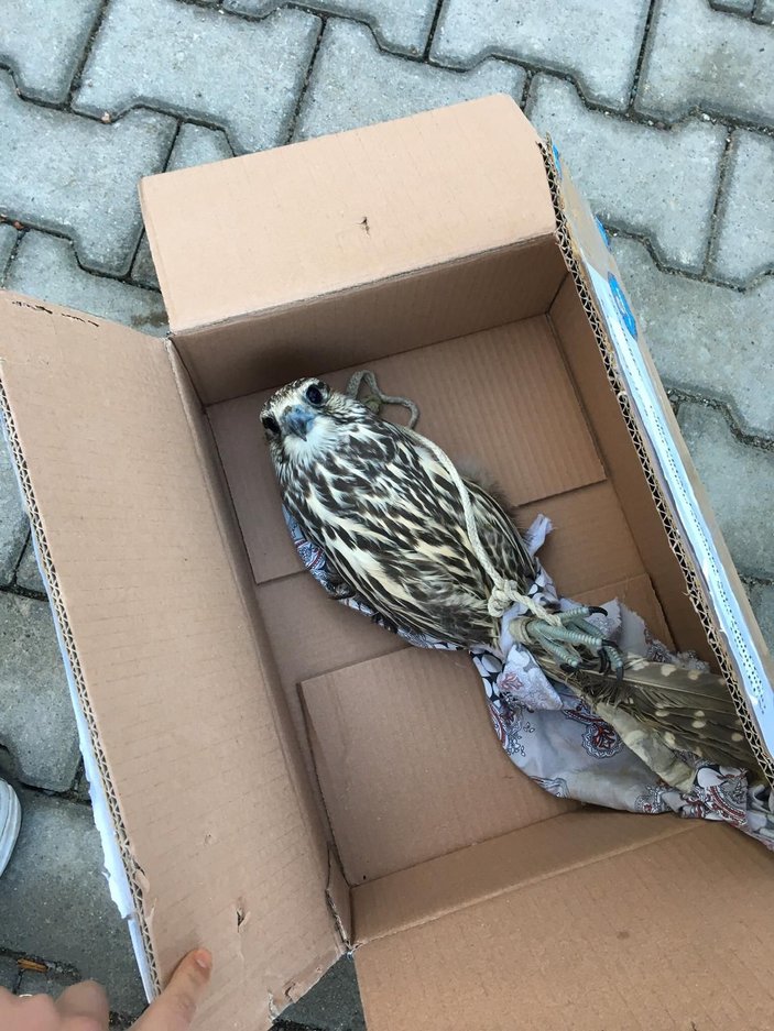 Tuzakla yırtıcı kuşları yakalayan 3 kişiye 176 bin lira ceza -4