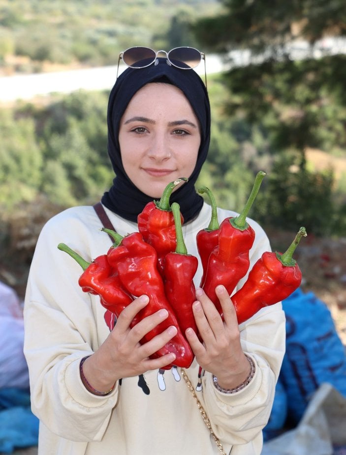 Sınırda yetiştirilen kapya biberi, Türkiye'nin dört bir yanına gönderiliyor -3