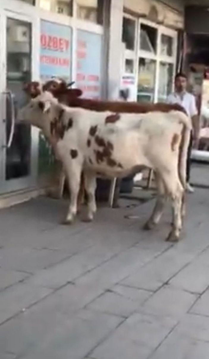 Kars’ta buzağı veterinere gitti -1
