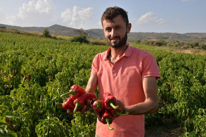 Sınırda yetiştirilen kapya biberi, Türkiye'nin dört bir yanına gönderiliyor -7