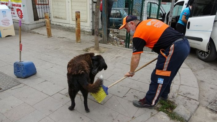 (Özel) Temizlik işçisi süpürgesiyle sokak köpeğine masaj yaptı -1