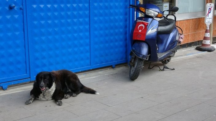 (Özel) Temizlik işçisi süpürgesiyle sokak köpeğine masaj yaptı -5