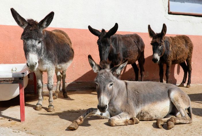 d Eşek sütünde ölüm riski