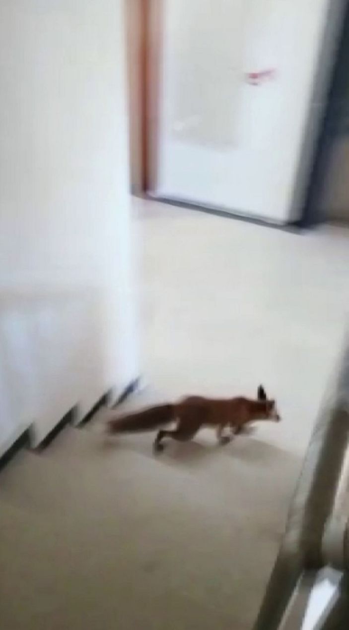 Apartmana giren tilki katları tek tek gezdi -1