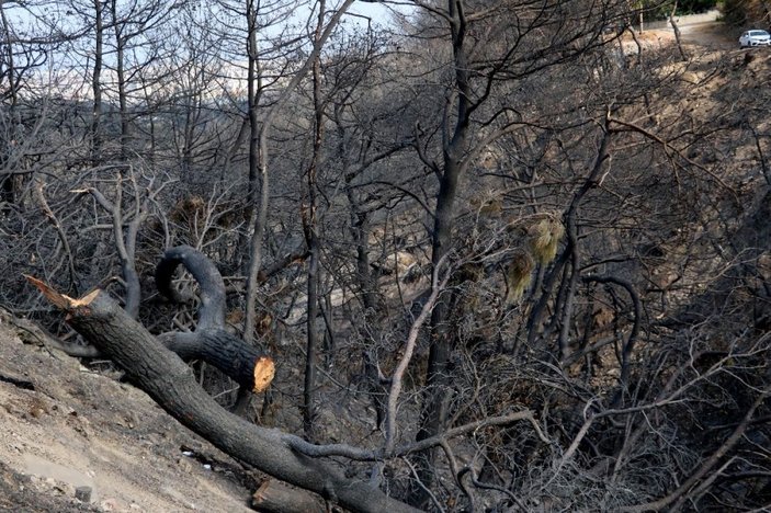 Yangın mağdurları PKK’ya lanet okudu -20