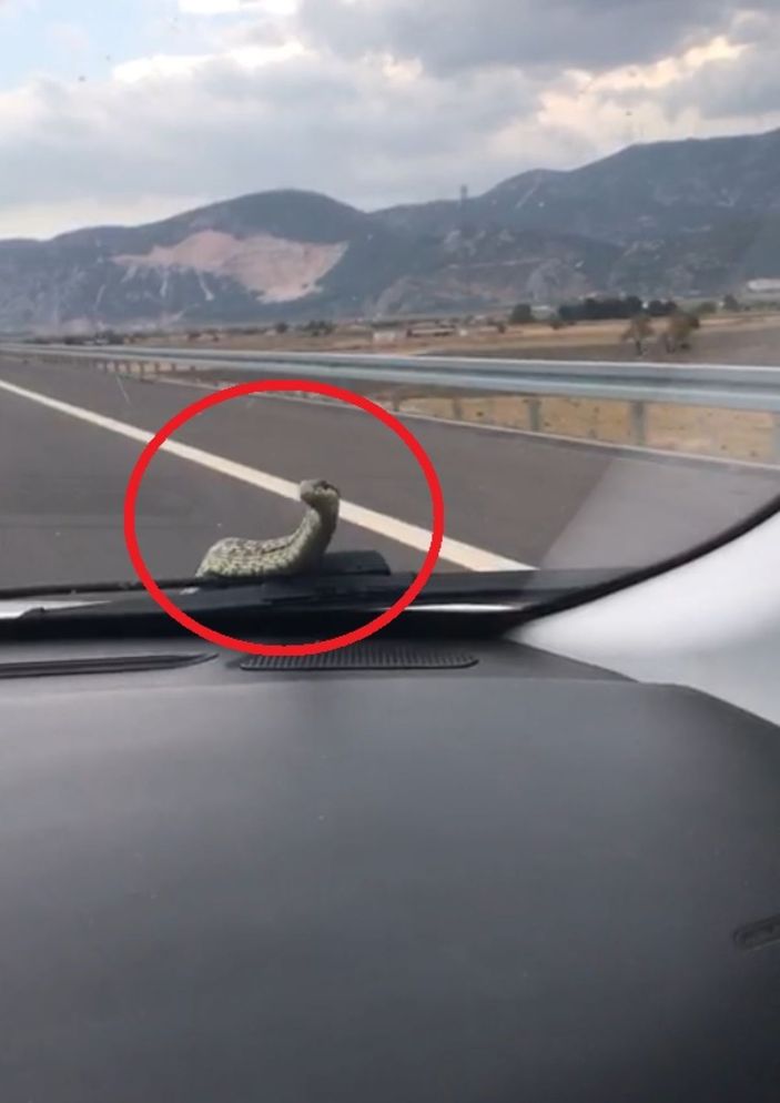 d Otomobilin kaputundan çıkan yılanı bulamıyorlar