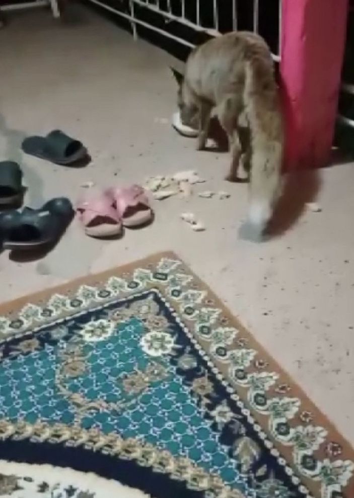 Apartmana giren tilki katları tek tek gezdi -4