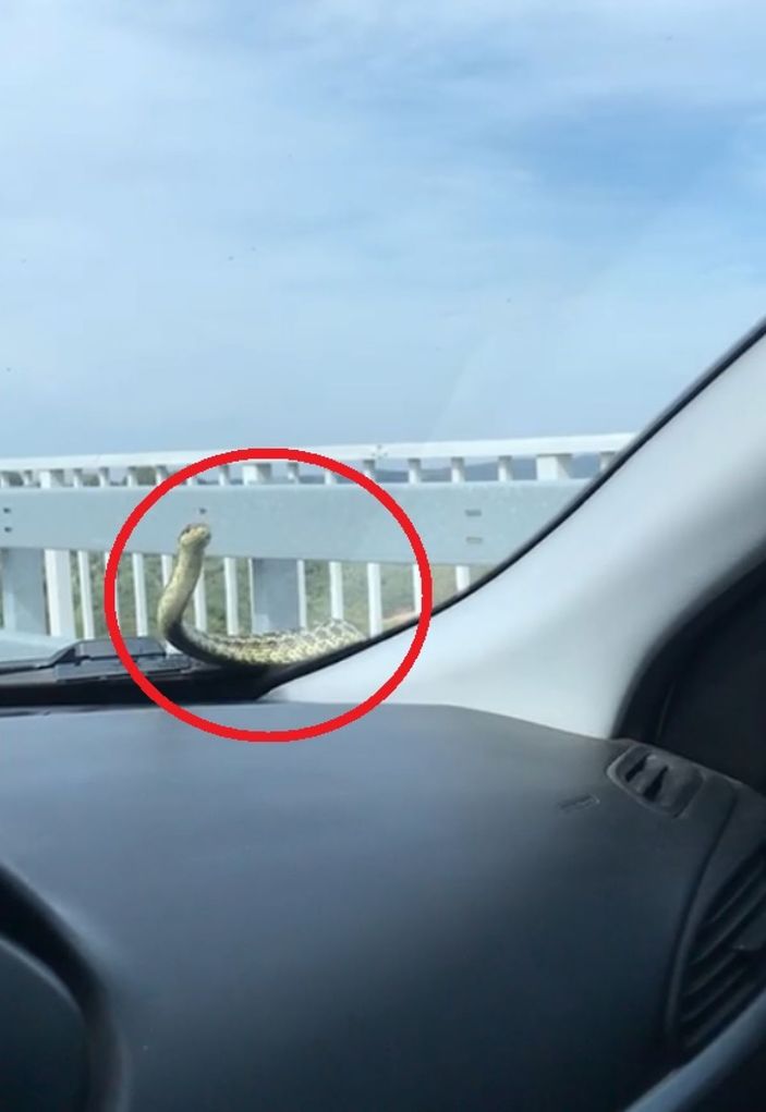 Otomobilin kaputundan çıkan yılanı bulamıyorlar