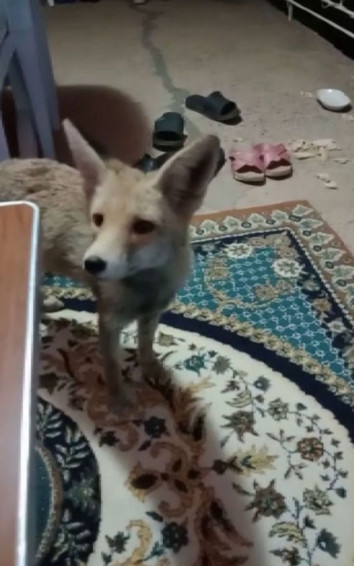 Apartmana giren tilki katları tek tek gezdi -3