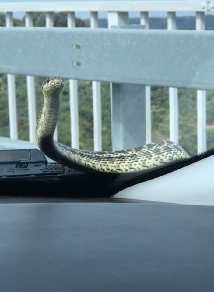 d Otomobilin kaputundan çıkan yılanı bulamıyorlar