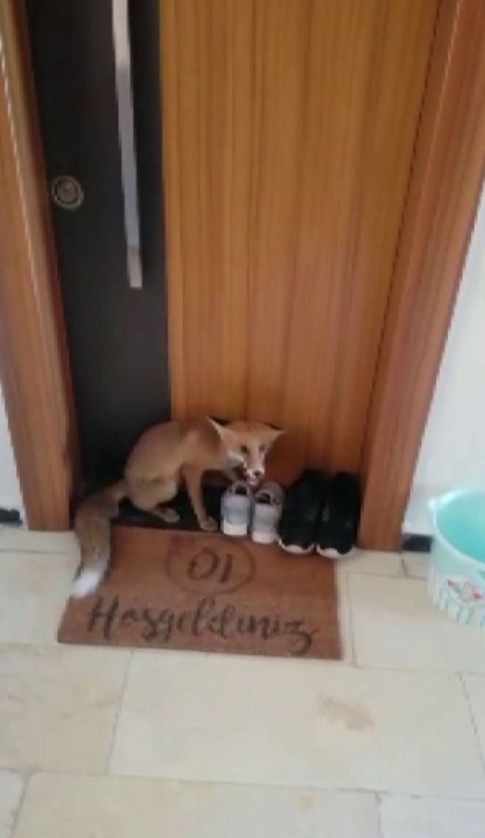 Apartmana giren tilki katları tek tek gezdi -2